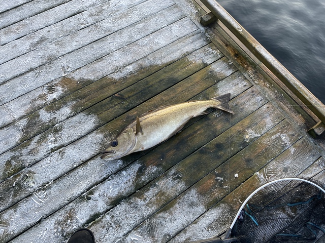 Youtube channel @CastStrike