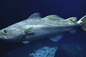 Atlantic Cod
